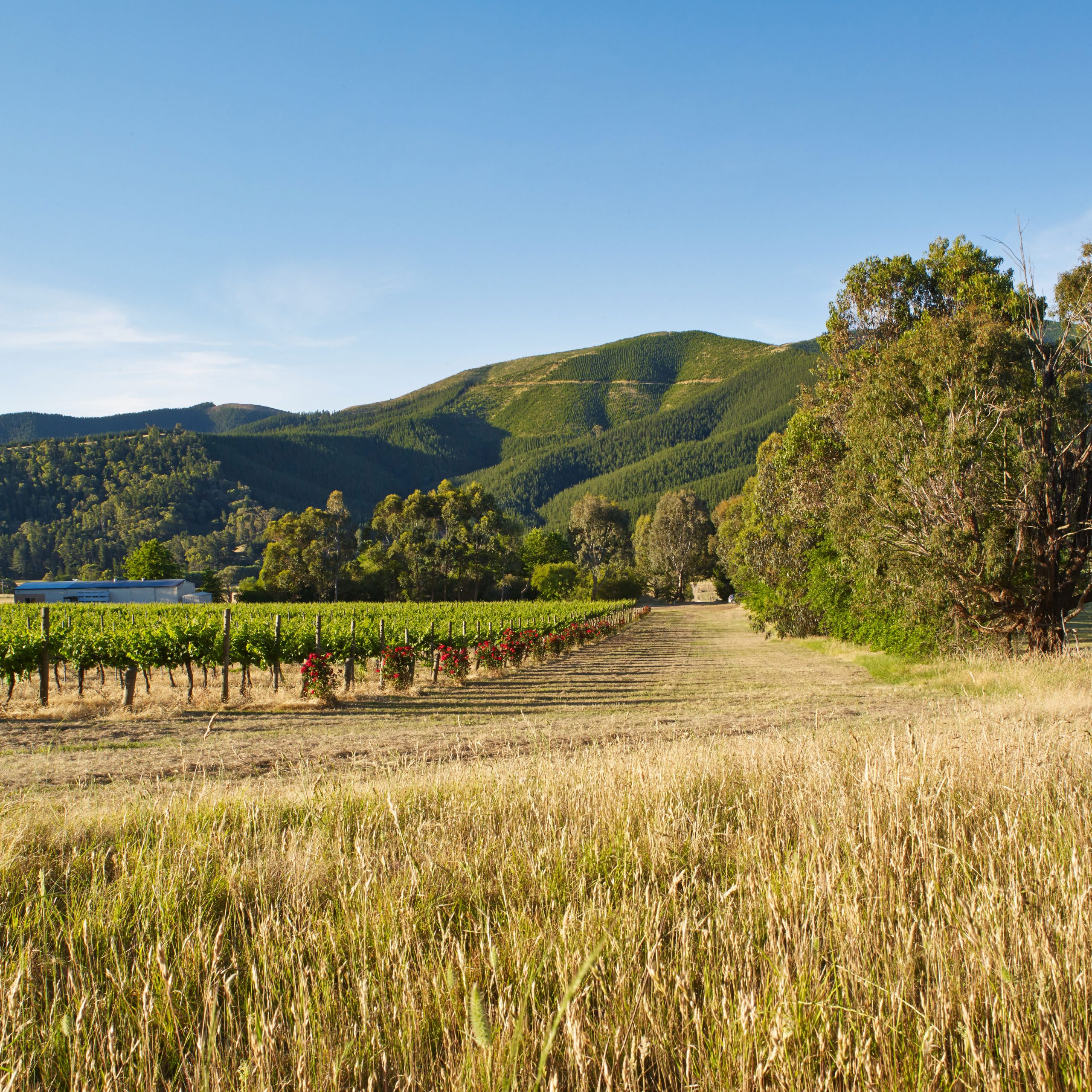 The Eagle Range Estate vineyard is located in the Happy Valley near Myrtleford, Victoria