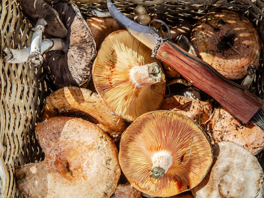 Grossi Mushroom Harvest