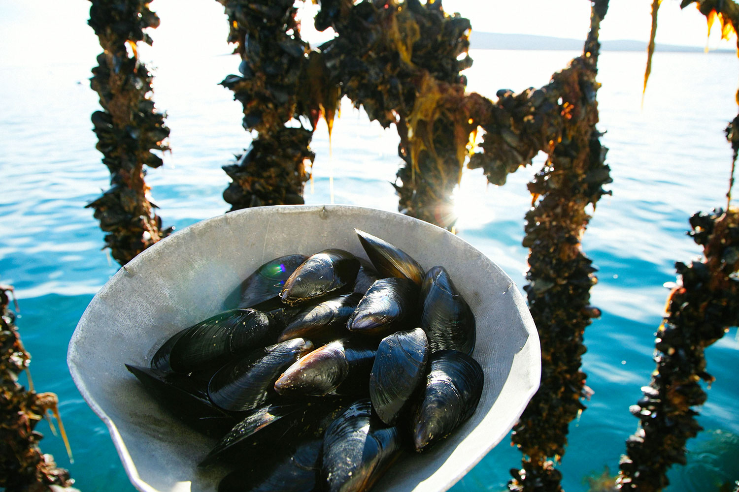 EP Seafoods winter harvest.jpg