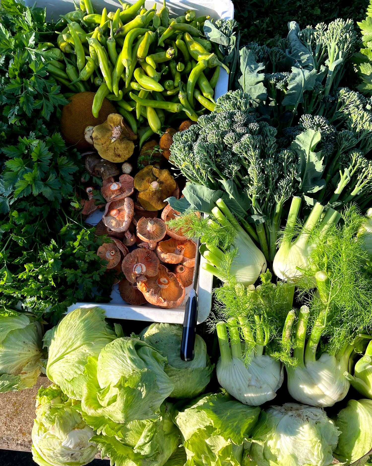 Freshly harvested produce sourced from Tanaka Farm in South Gippsland